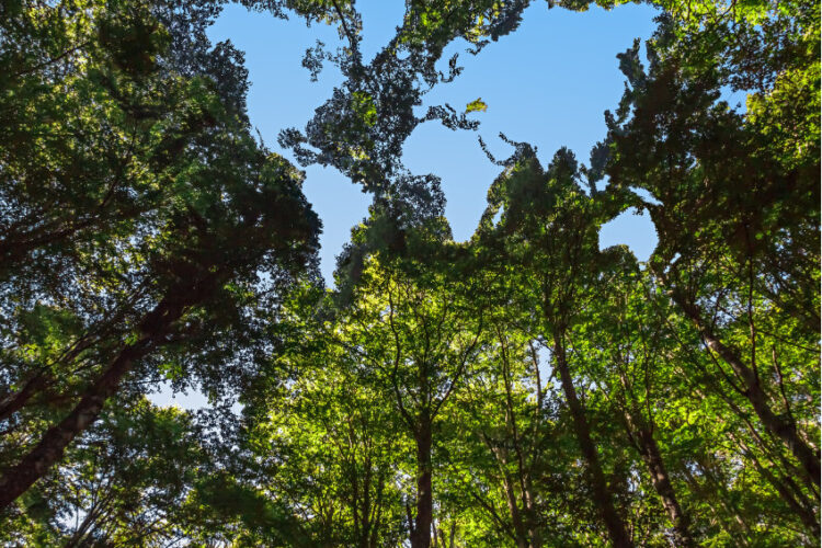 Propane: Environmentally Friendly